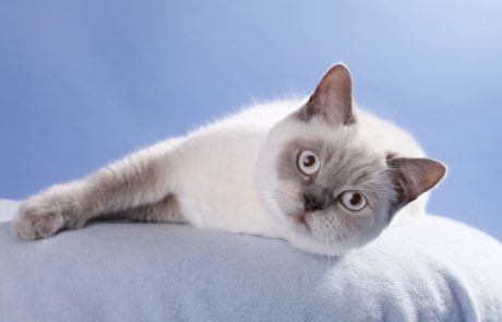 2010_Pointis_Pina_2_low