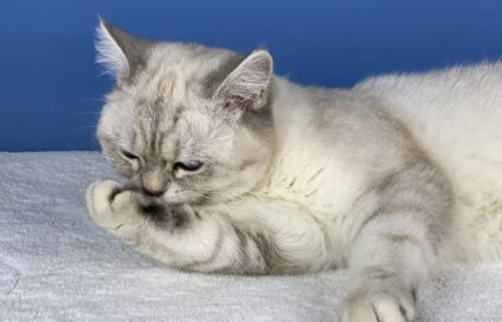 Tatranka_IMG_2337_low